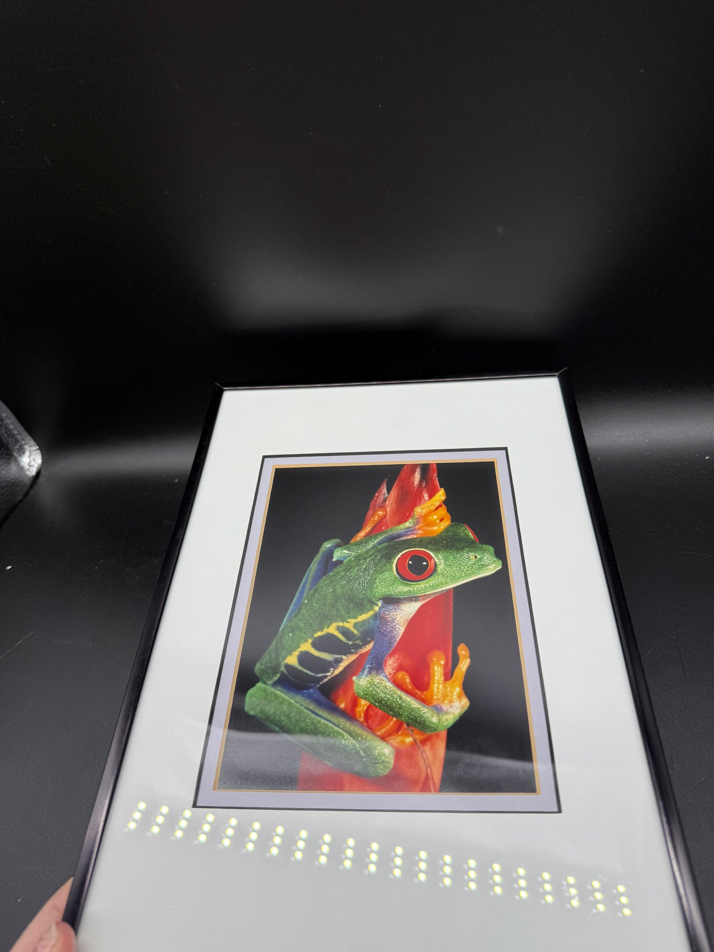 Signed-Red-Eyed Tree Frogs Photos By Mark J Thomas Framed Published Photographer. Framed and matted professionally.