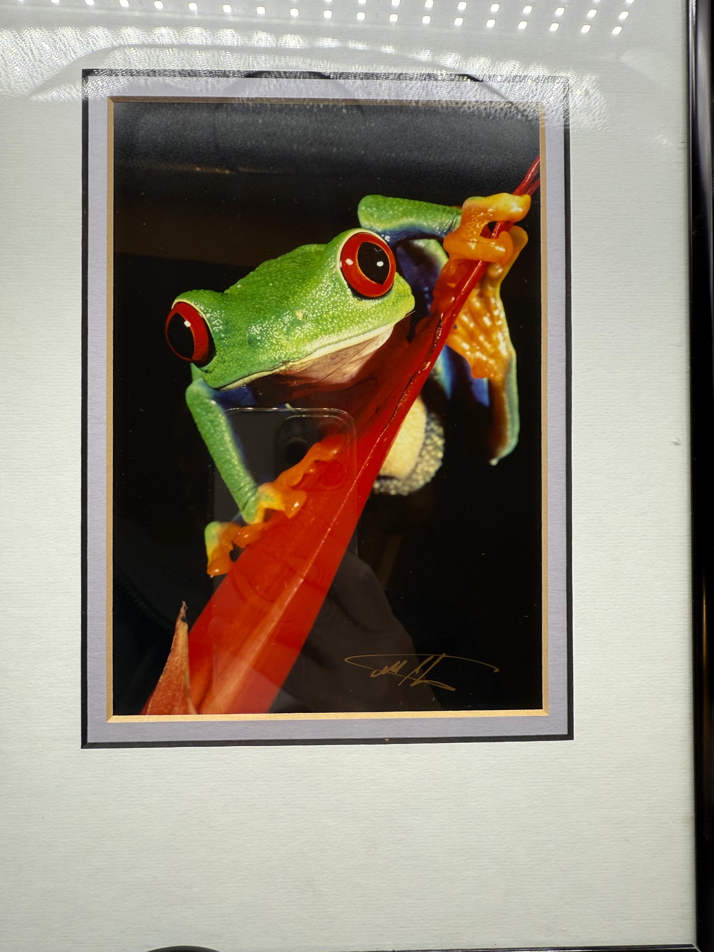 Signed-Red-Eyed Tree Frogs Photos By Mark J Thomas Framed Published Photographer. Framed and matted professionally.