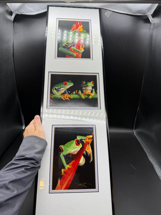Signed-Red-Eyed Tree Frogs Photos By Mark J Thomas  Framed Published Photographer. Framed and matted professionally.