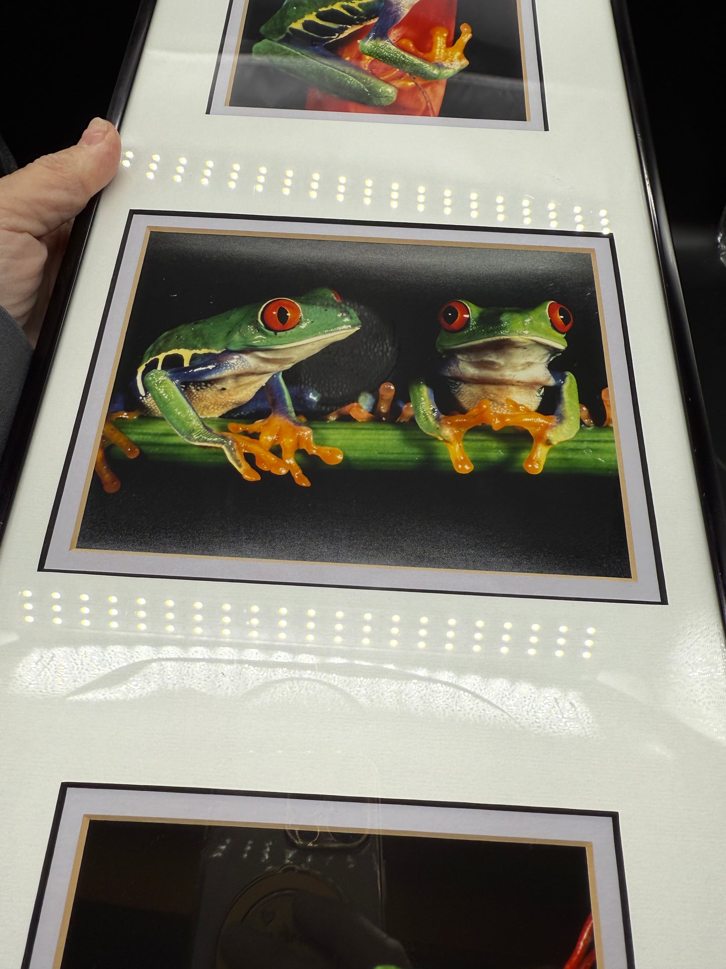 Signed-Red-Eyed Tree Frogs Photos By Mark J Thomas  Framed Published Photographer. Framed and matted professionally.